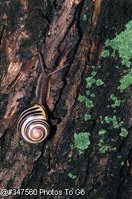 Snail