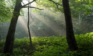 71384201.no51czkd.sunbeams1_raw.jpg