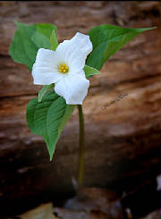 73241729.l0ktdtwj.trillium.jpg